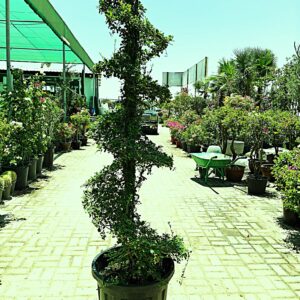 EHRETIA