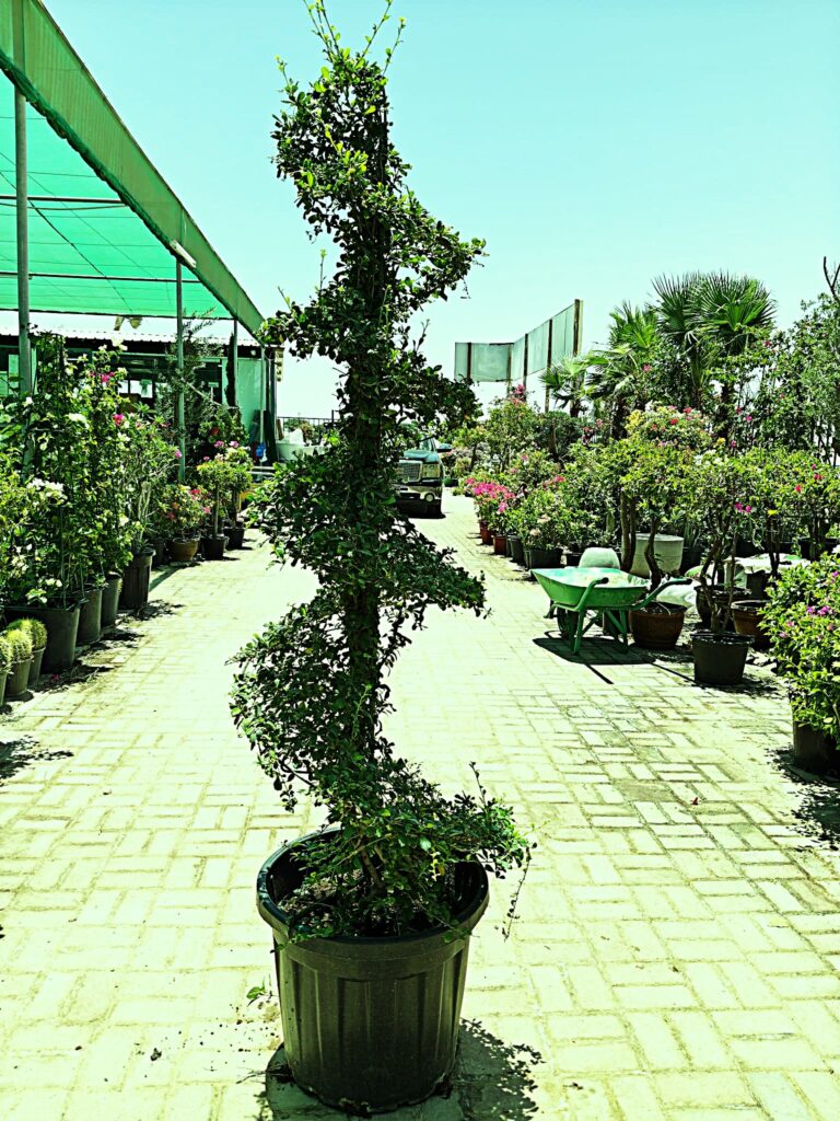EHRETIA