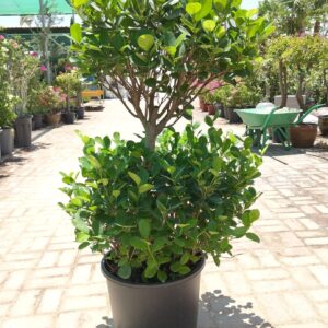 ficus panda