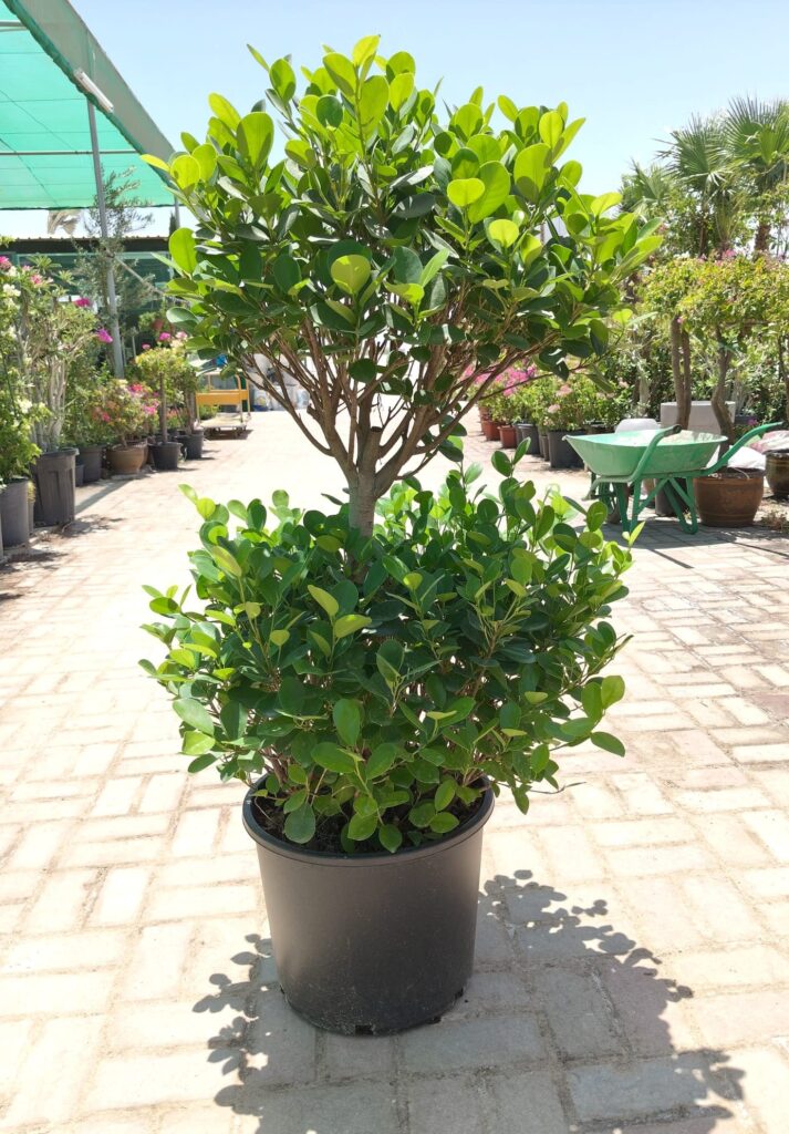 ficus panda