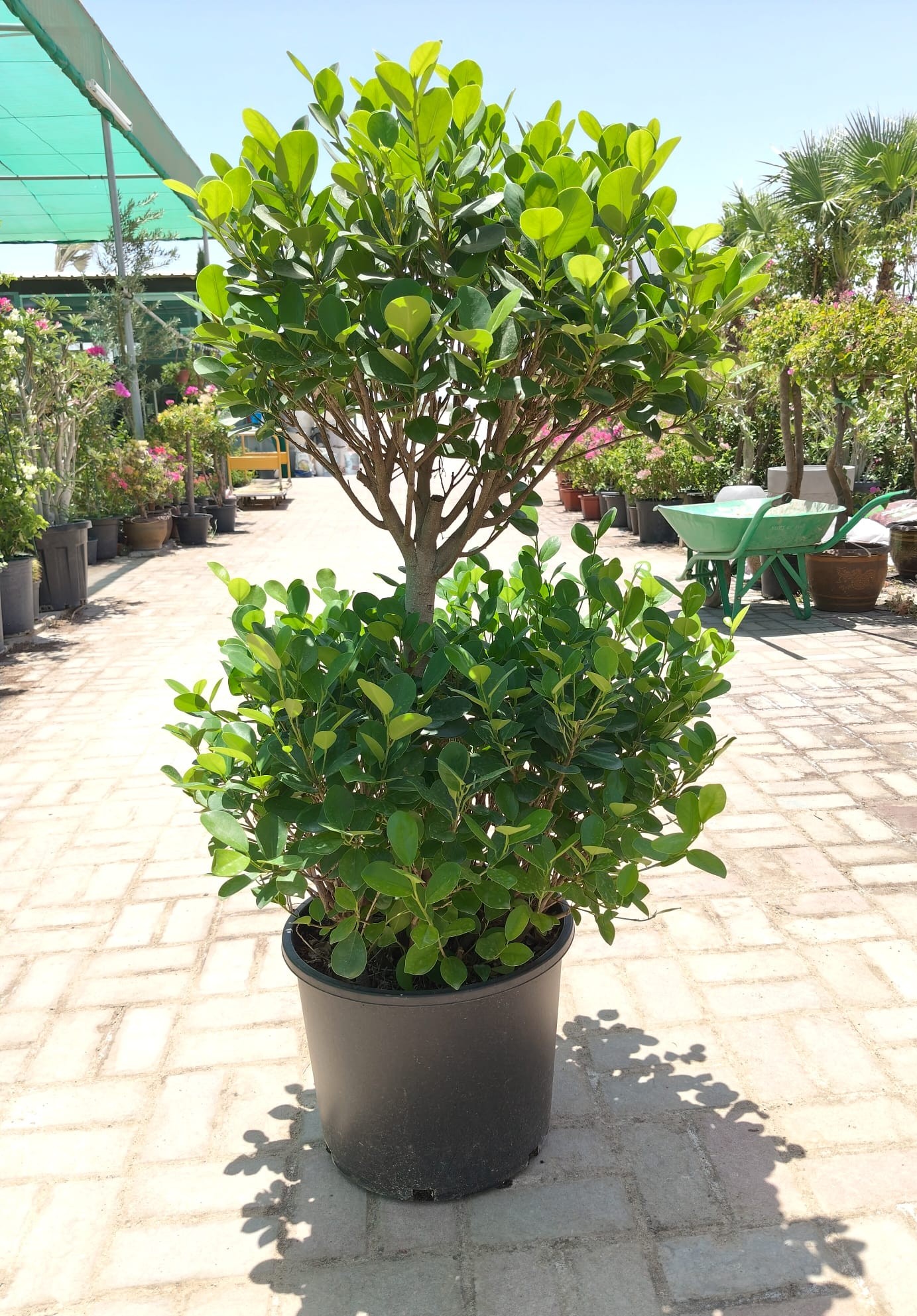 ficus panda