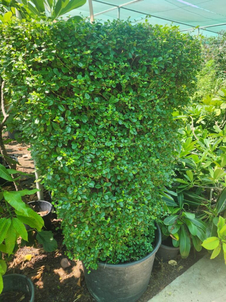 Ficus Hedge