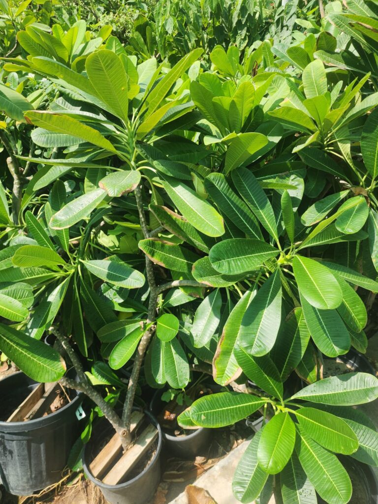 Plumeria (Frangipani)
