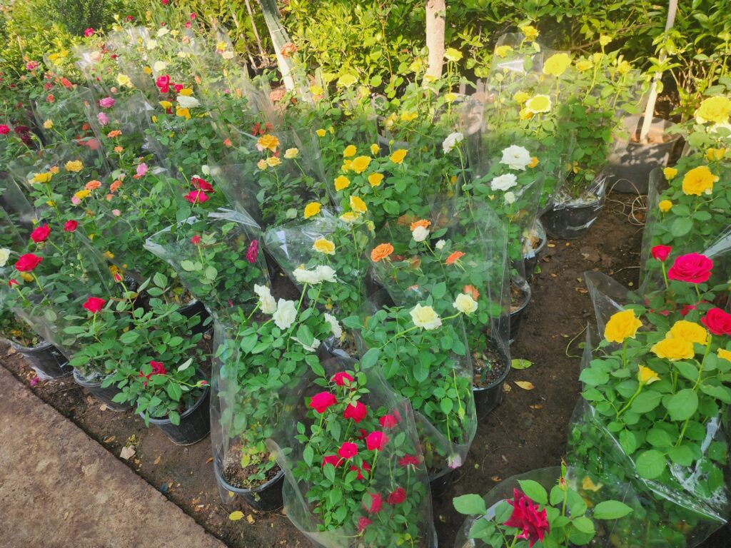 Roses