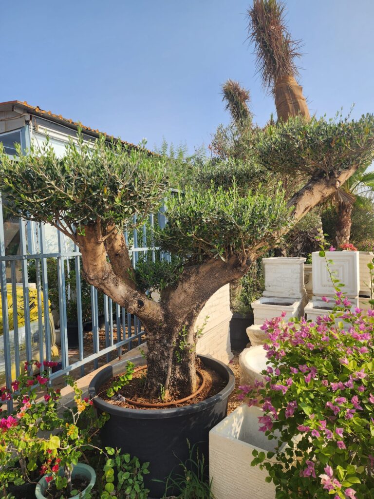Spanish Olive Tree
