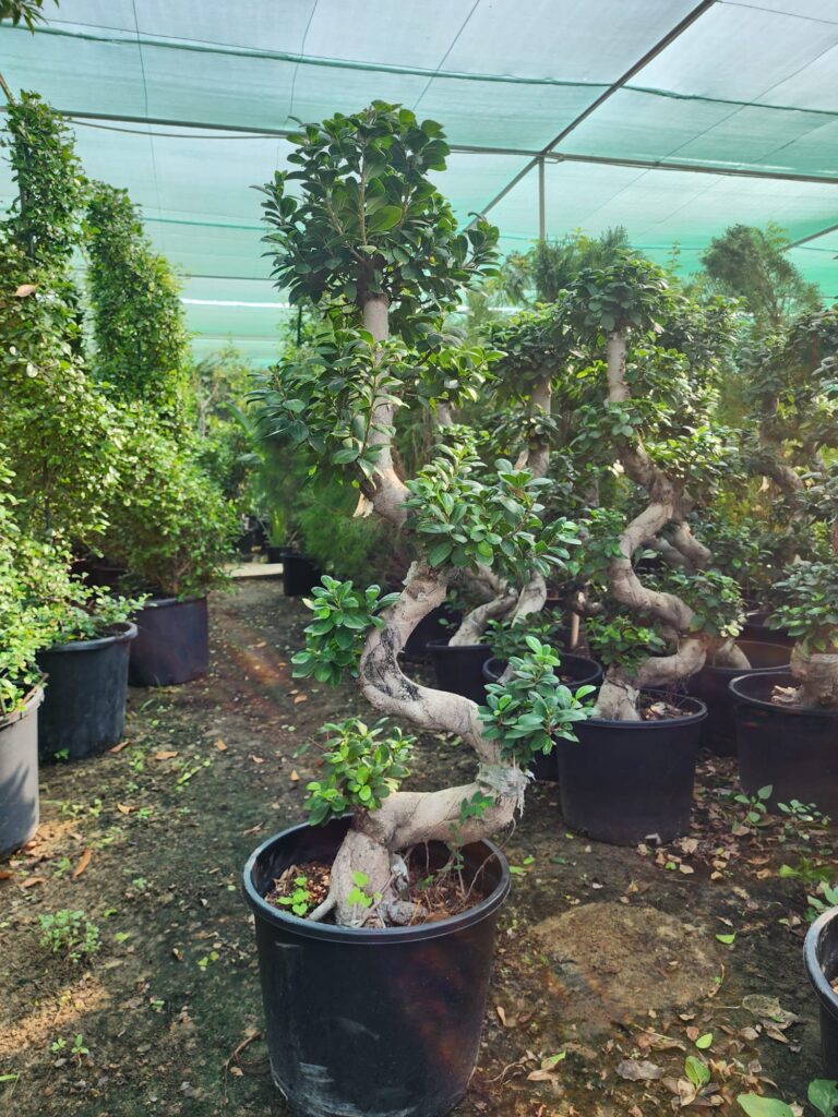 Bansai Tree