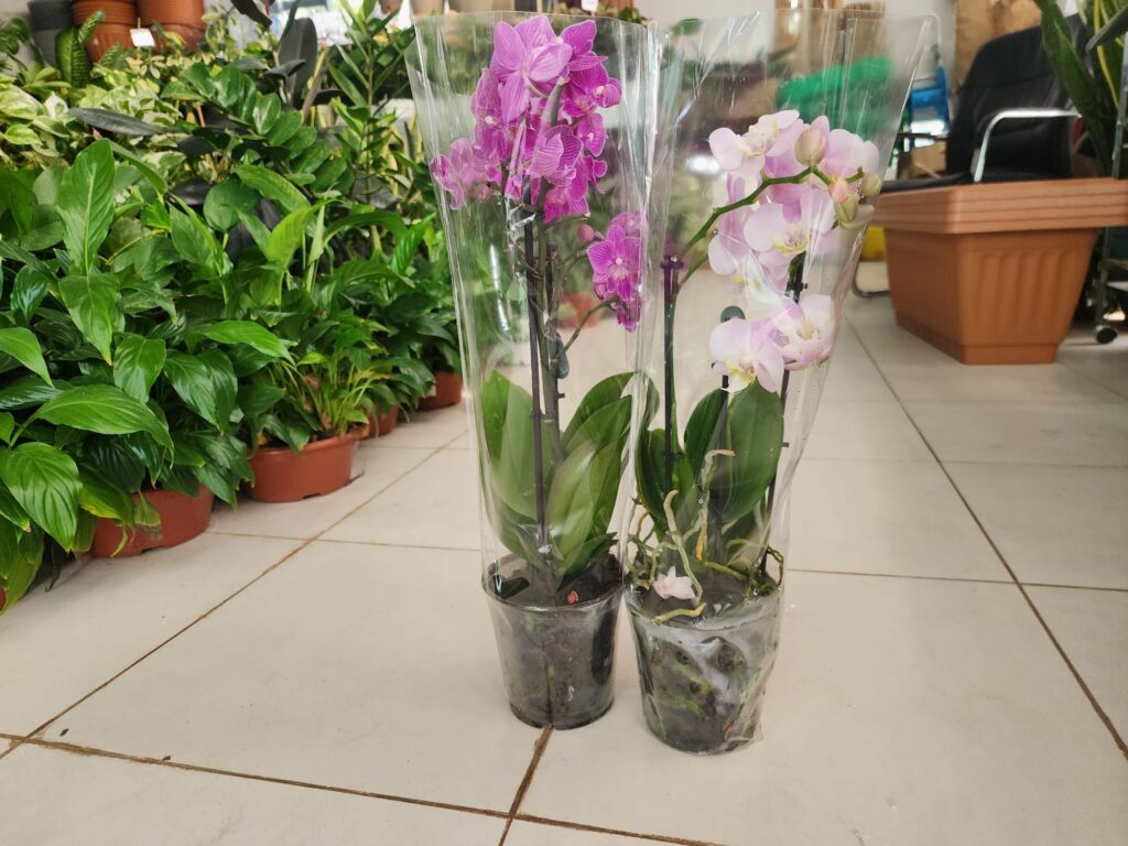 Orchide