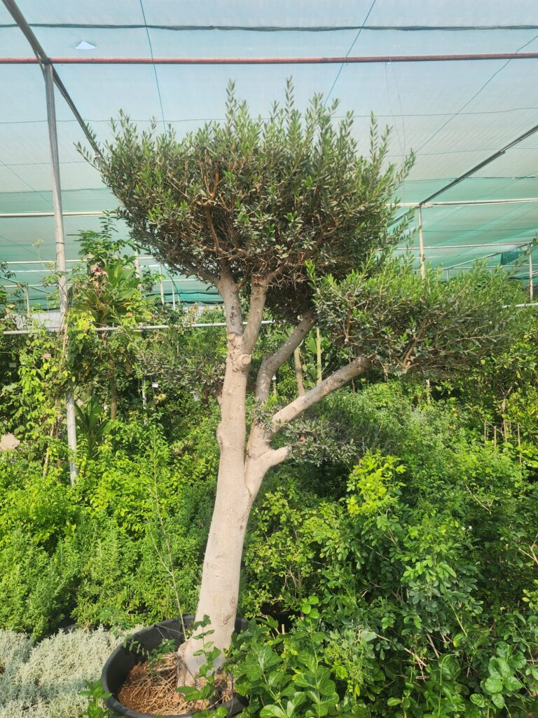 Spanish Olive Tree 2.3m