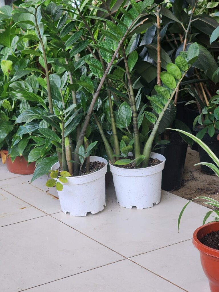 ZZ plant