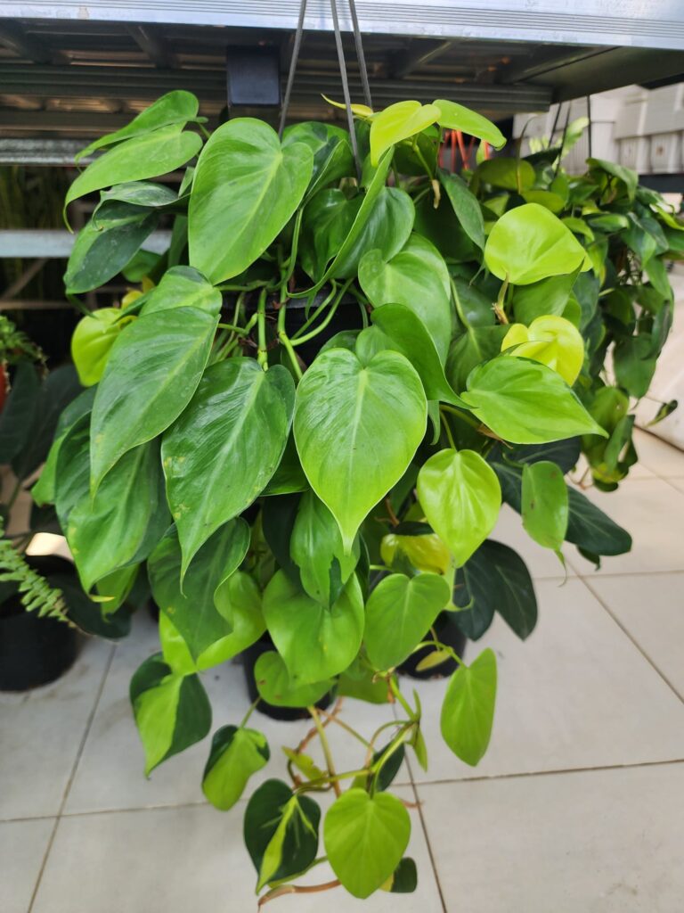 Money plant