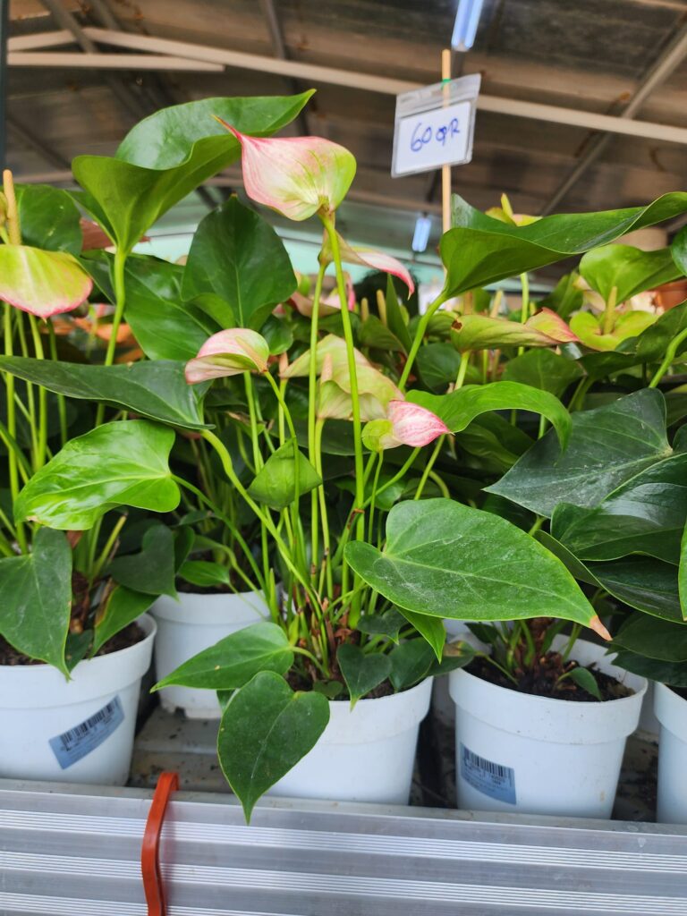 Lilly plant
