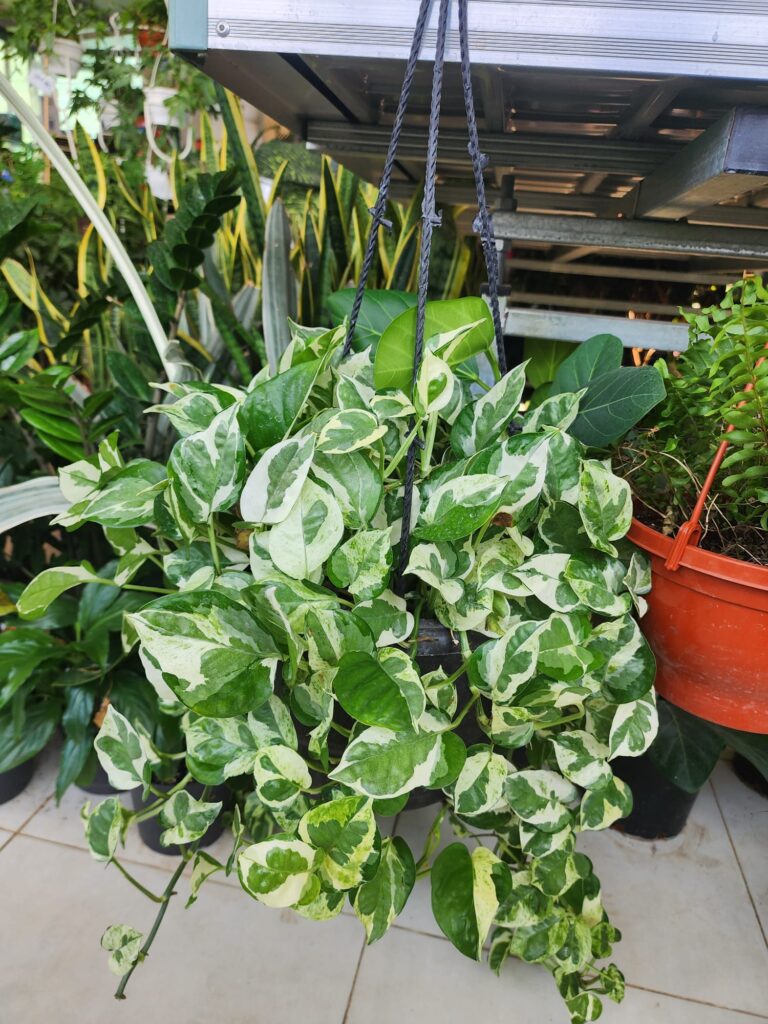 Money plant green and white
