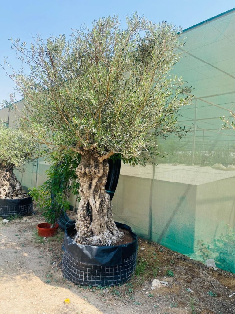 Spanish Olive Tree 2.3m