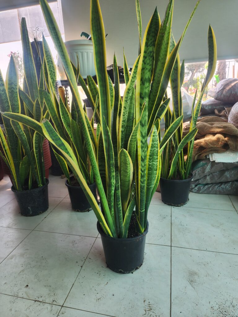 Snake plant