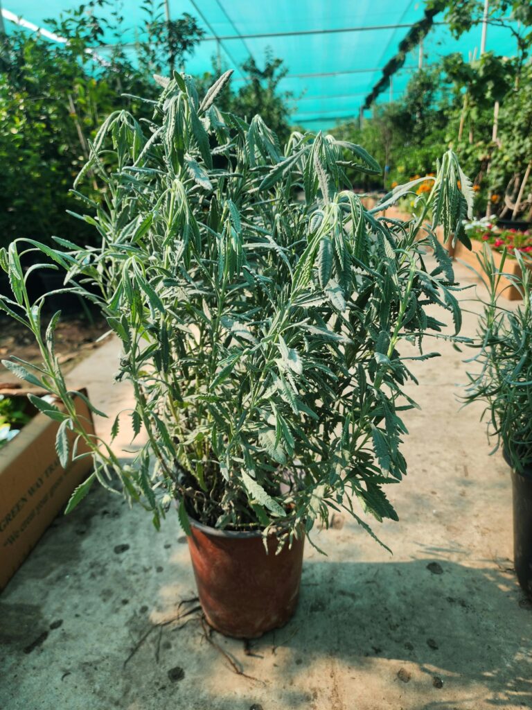 Lavender B