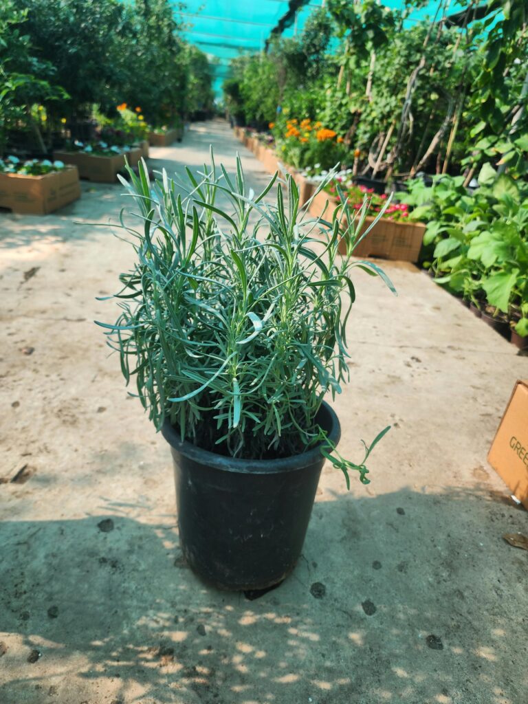Lavender s