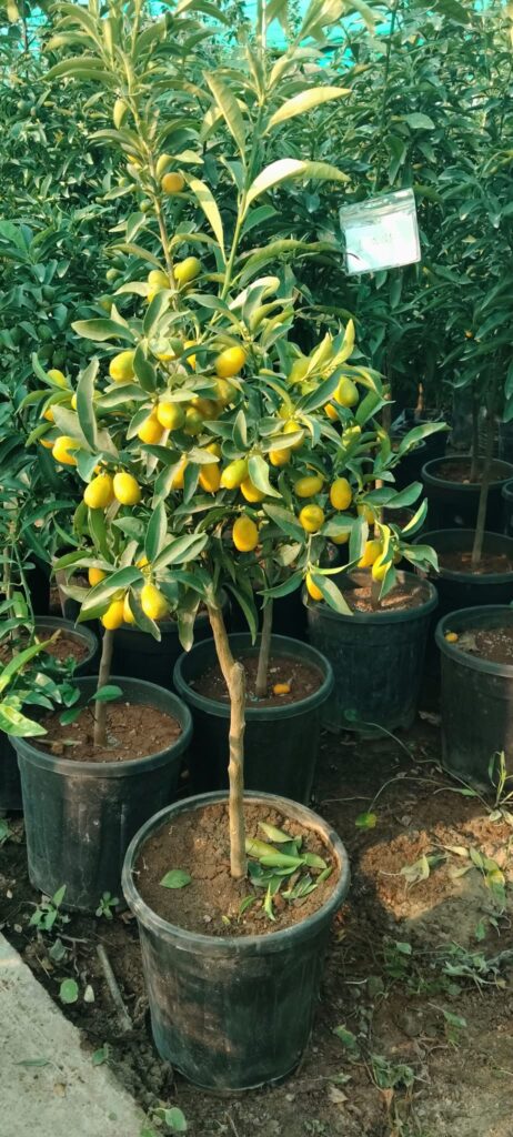 Kumquat