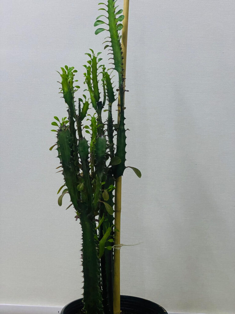 African Milk Tree