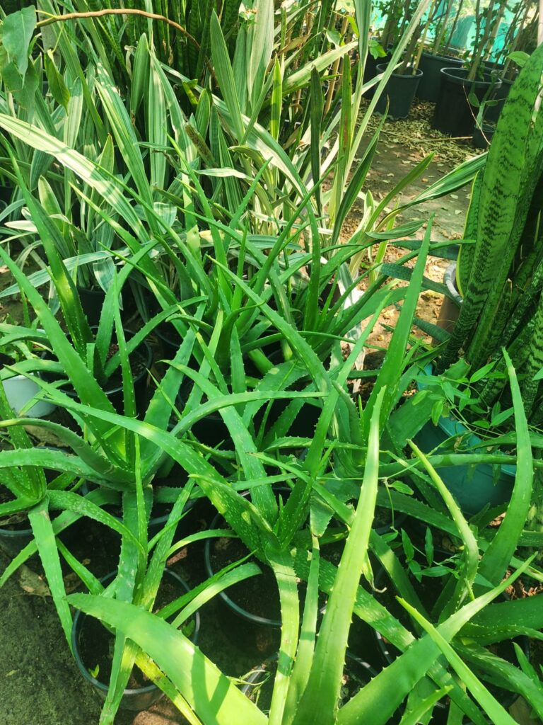 Aloe Vera