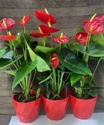 Anthurium (Red)