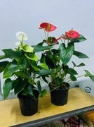 Anthurium (White)