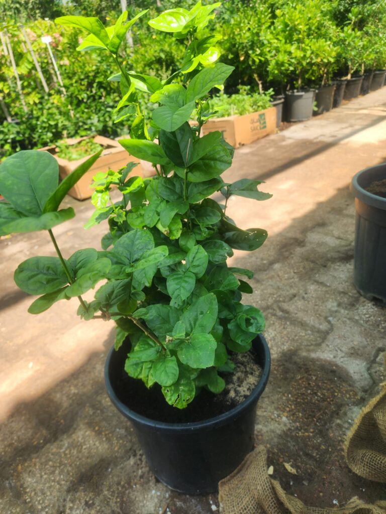 Arabian Jasmine (full)