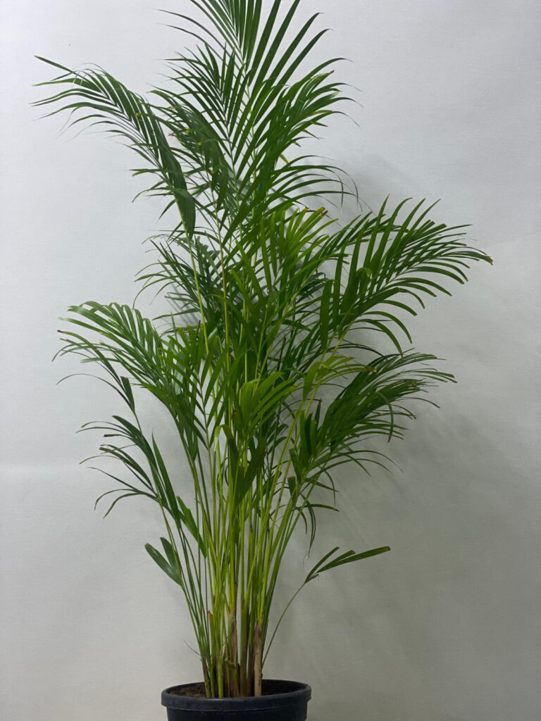 Areca Palm (Golden Cane Palm)