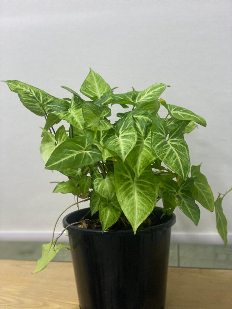 Arrowhead Plant (Syngonium)
