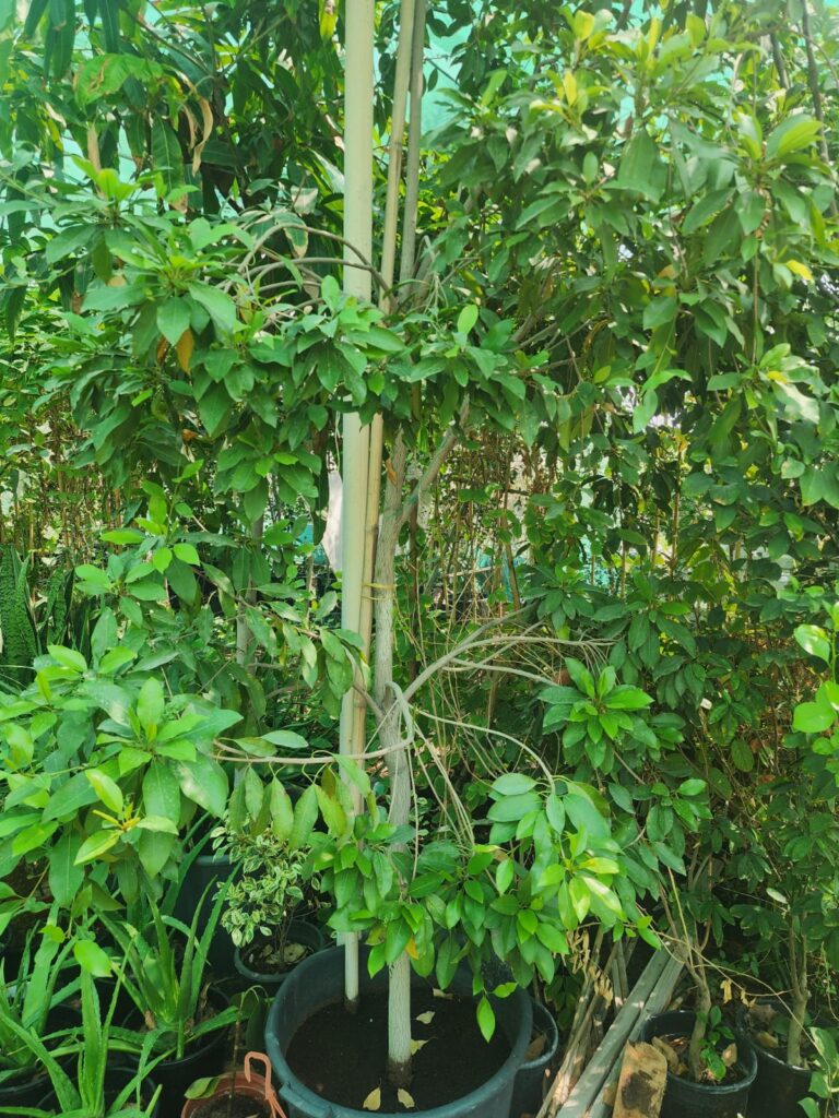 Avocado Tree