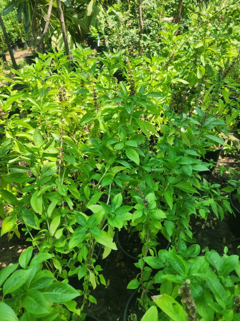 Basil