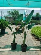 Istrelitzia (White)