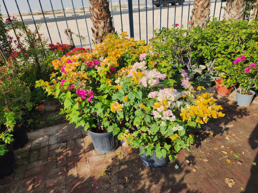 Bougainvillea (Mixed Colours)