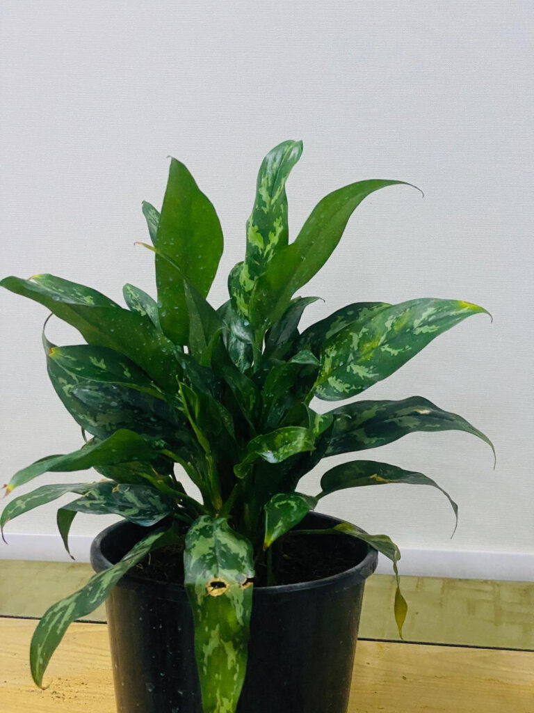 Chinese Evergreen (Aglaonema)