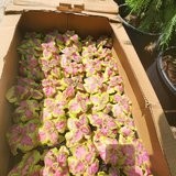 seasonal flowers(mixed pink/yellow/green)