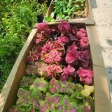 seasonal floweres (red/burgundy)