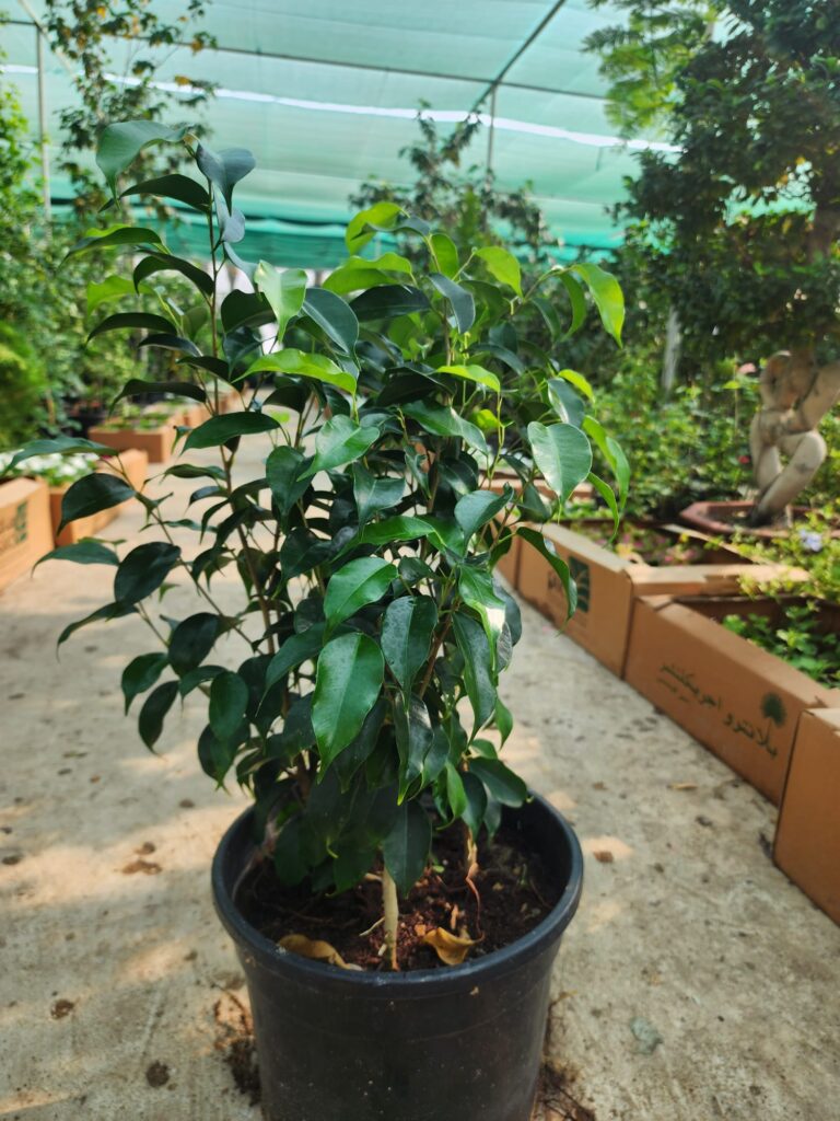Weeping Fig (Ficus benjamina)