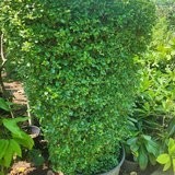 Ficus Column Hedge