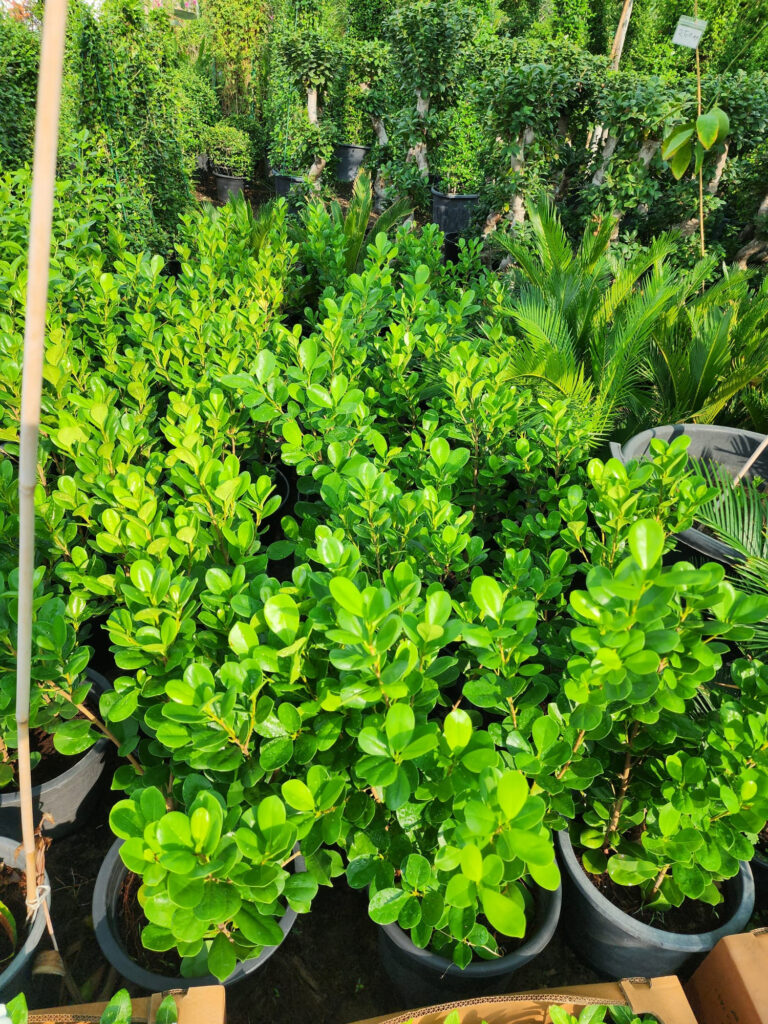 Ficus Hedge