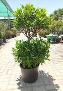 Ficus Pom-Pom Topiary (2 Tier)