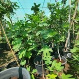 Spanish Fig Tree