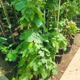 Grape Vine