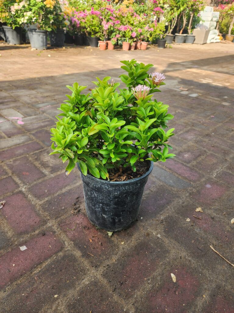 Ixora