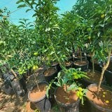 Kumquat Tree