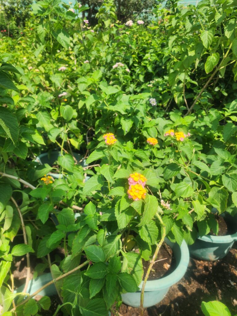Lantana