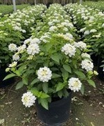 Lantana (White)