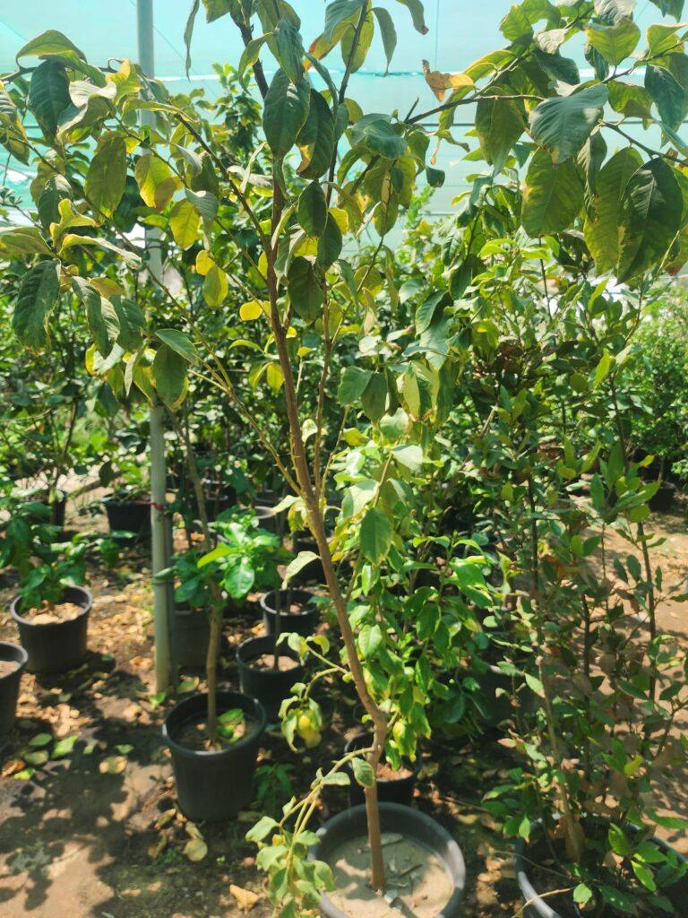 Lemon Tree