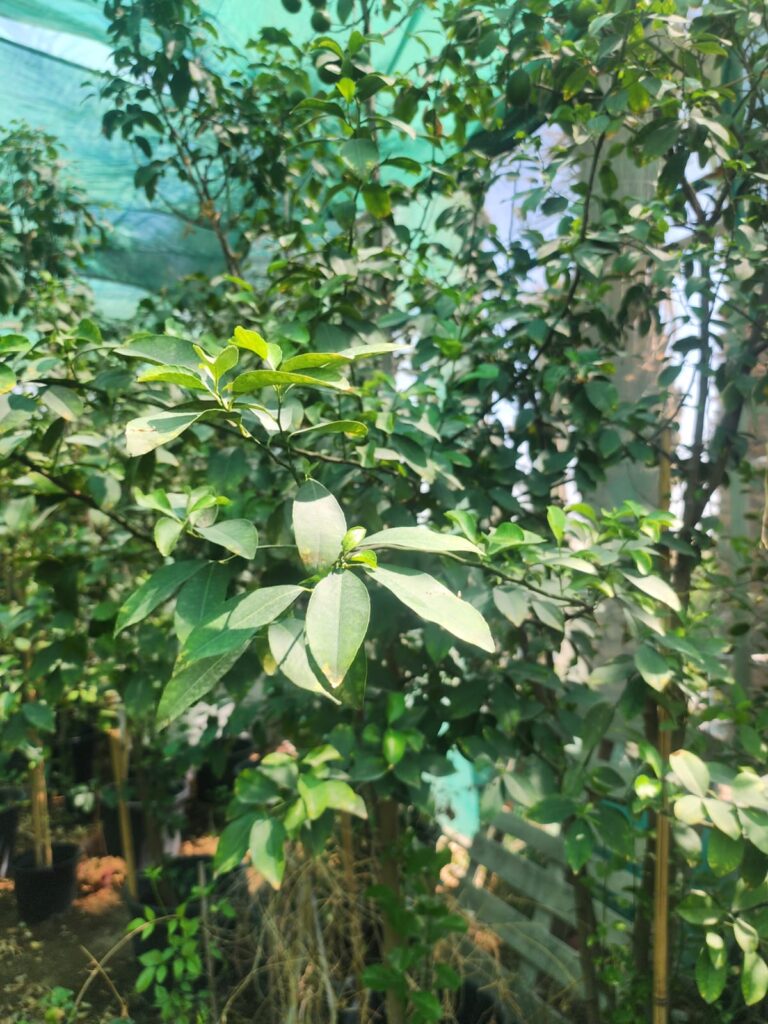Lime Tree