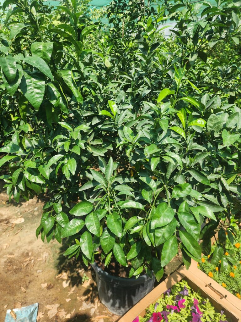 Mandarin Tree (Santra)