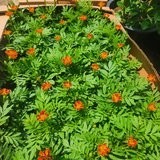 Marigold