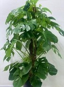 Monstera on Moss Pole